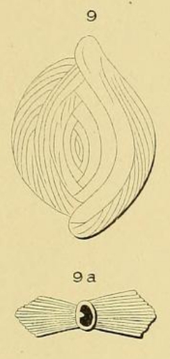 Spiroloculina striata d'Orbigny, 1871