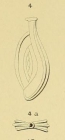 Spiroloculina tricarinata d'Orbigny, 1852