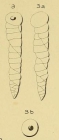 Valvulina columnatortilis (d'Orbigny in Guérin-Méneville, 1832)