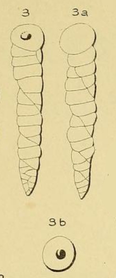 Valvulina columnatortilis (d'Orbigny in Guérin-Méneville, 1832) Valvulina columnatortilis (d'Orbigny in Guérin-Méneville, 1832)