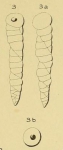 Valvulina columnatortilis (d'Orbigny in Guérin-Méneville, 1832)