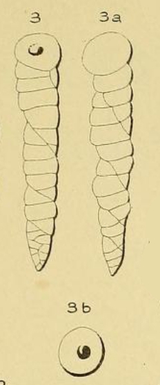 Valvulina columnatortilis (d'Orbigny in Guérin-Méneville, 1832)