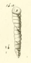 Valvulina columnatortilis (d'Orbigny in Guérin-Méneville, 1832) Valvulina columnatortilis (d'Orbigny in Guérin-Méneville, 1832)