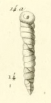 Valvulina columnatortilis (d'Orbigny in Guérin-Méneville, 1832)