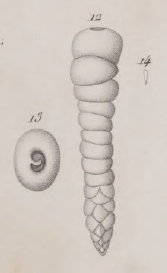 Clavulina corrugata Deshayes, 1830
