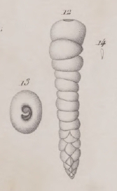 Clavulina corrugata Deshayes, 1830 Clavulina corrugata Deshayes, 1830