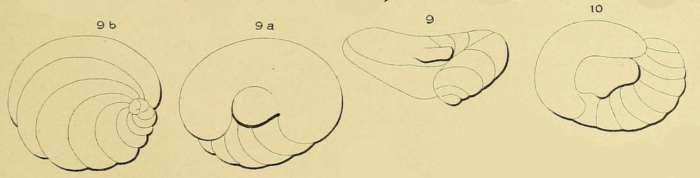 Valvulina deformis d'Orbigny, 1850