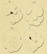 Valvulina globularis d'Orbigny, 1850