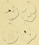 Valvulina globularis d'Orbigny, 1850