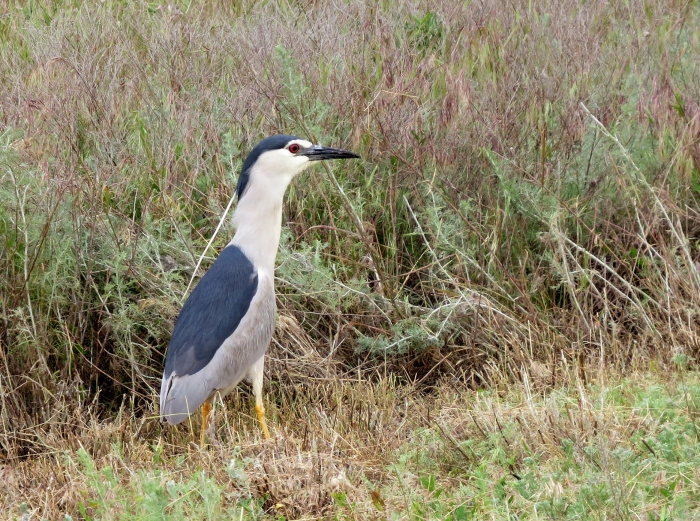 Nycticorax nycticorax