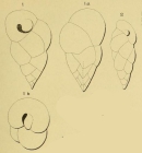 Valvulina pupa d'Orbigny, 1850