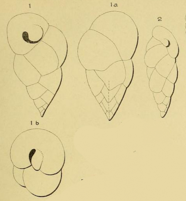Valvulina pupa d'Orbigny, 1850 Valvulina pupa d'Orbigny, 1850