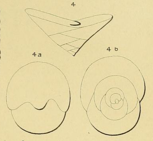 Valvulina rawackensis d'Orbigny in Fornasini, 1904