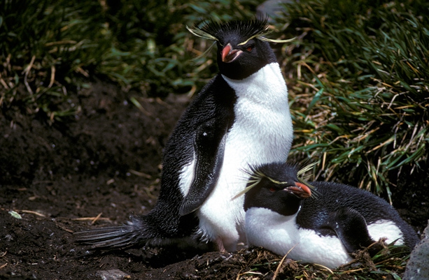 Rockhopper Penguin pair 2_1