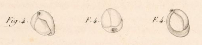 Miliolites trigonula Lamarck, 1804