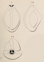 Triloculina affinis d'Orbigny, 1852