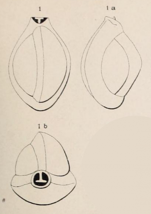 Triloculina affinis d'Orbigny, 1852