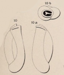 Triloculina laevigata d'Orbigny, 1826