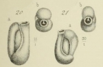 Triloculina laevigata d'Orbigny in Terquem, 1878