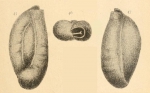 Triloculina lecalvezae Kaasschieter, 1961