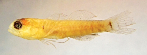 Eviota bilunula