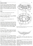 Hydrozoa (hydroids)