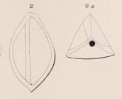 Triloculina angularis d'Orbigny, 1850