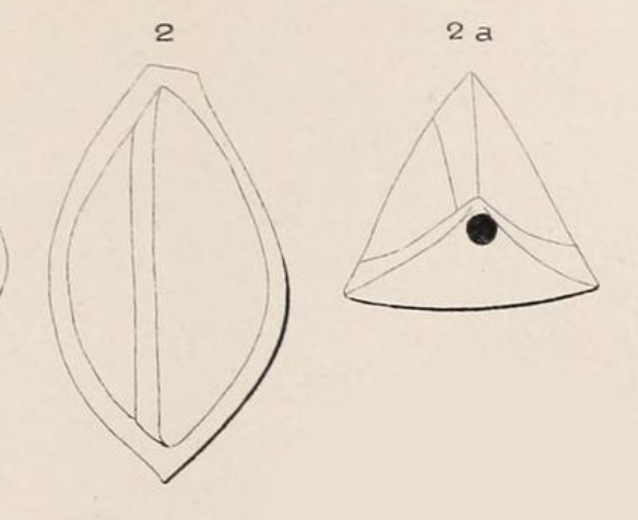 Triloculina angularis d'Orbigny, 1850 Triloculina angularis d'Orbigny, 1850