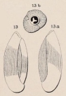 Triloculina cylindrica d'Orbigny, 1852