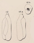 Triloculina deformis d'Orbigny in Guérin-Méneville, 1832