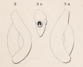 Triloculina dubia d'Orbigny in Fornasini, 1905
