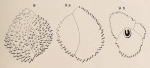 Triloculina echinata d'Orbigny in Fornasini, 1905