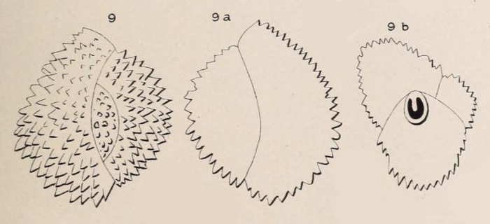 Triloculina echinata d'Orbigny in Fornasini, 1905 Triloculina echinata d'Orbigny in Fornasini, 1905
