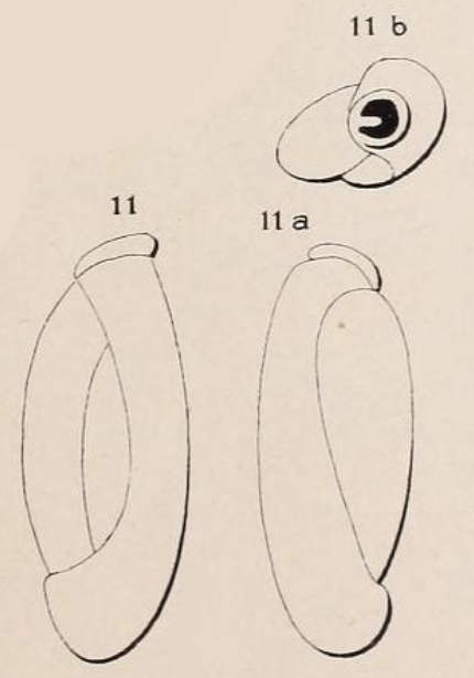 Triloculina elongata d'Orbigny in Fornasini, 1905