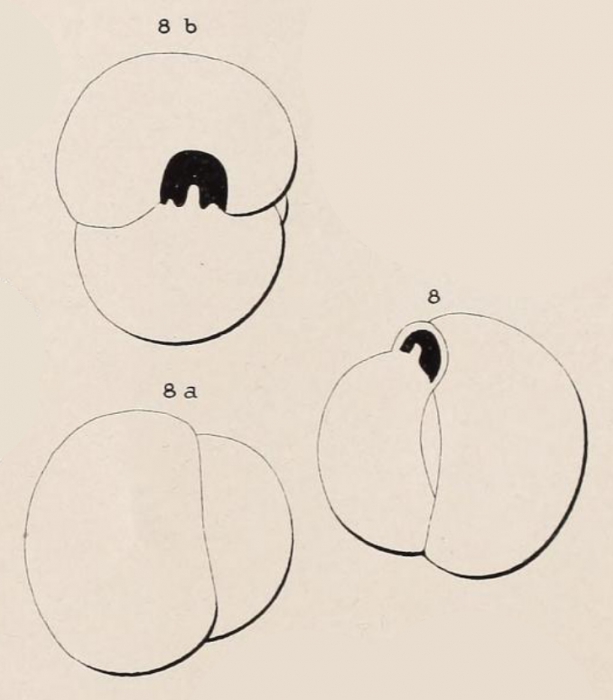 Triloculina flavescens d'Orbigny in Fornasini, 1905