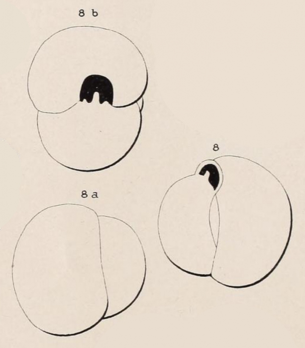 Triloculina flavescens d'Orbigny in Fornasini, 1905 Triloculina flavescens d'Orbigny in Fornasini, 1905
