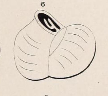 Triloculina inflata d'Orbigny, 1826