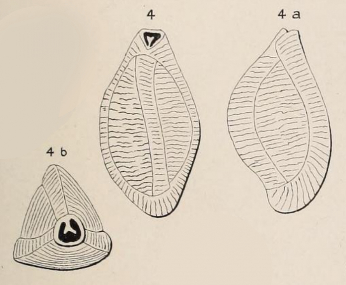 Triloculina maurini d'Orbigny in Fornasini, 1905