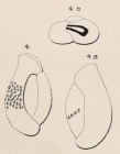 Triloculina reticulata d'Orbigny, 1826 
