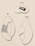 Triloculina reticulata d'Orbigny, 1826 