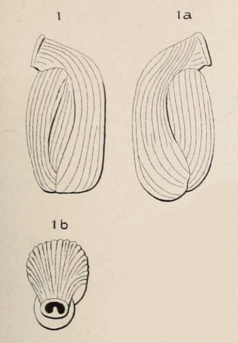 Triloculina reversa d'Orbigny, 1852