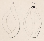 Chromista - Foraminifera (foraminifers)