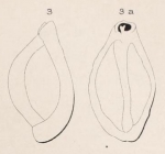 Triloculina rugosa d'Orbigny in Fornasini, 1905