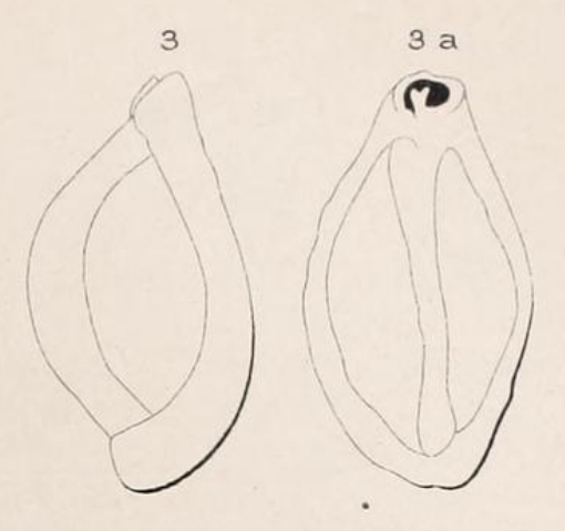 Triloculina rugosa d'Orbigny in Fornasini, 1905