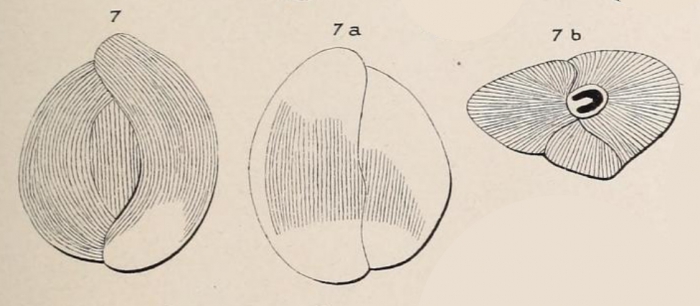 Triloculina strigillata d'Orbigny, 1850