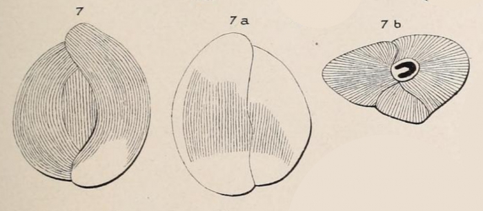 Triloculina strigillata d'Orbigny, 1850 Triloculina strigillata d'Orbigny, 1850
