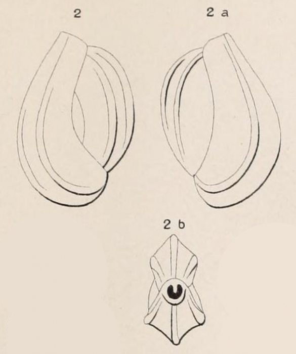 Triloculina tricostata d'Orbigny, 1826