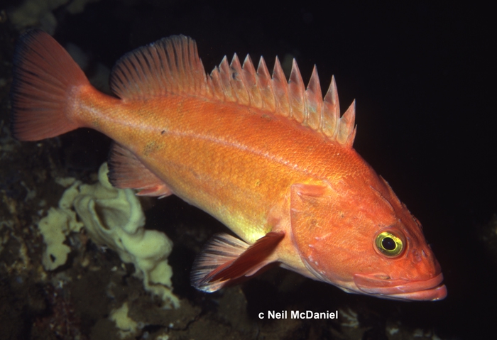 Sebastes ruberrimus Sebastes ruberrimus