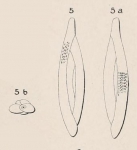 Quinqueloculina birostris (Lamarck, 1804) 