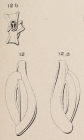 Quinqueloculina angularis d'Orbigny in Fornasini, 1905